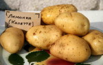 Сорт картофеля Лимонка: характеристика, особенности и правила выращивания