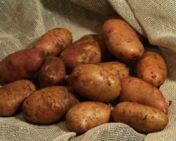Картофель Тирас — характеристика сорта и правила выращивания