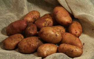 Картофель Тирас — характеристика сорта и правила выращивания
