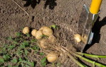 Картофель Золушка f1: характеристика и правила выращивания сорта