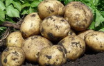 Картофель Боровичок — характеристика и правила выращивания сорта