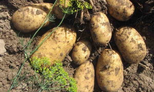 Картофель Чароит — характеристика сорта с двойным урожаем за сезон