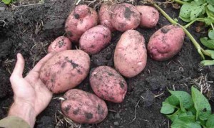 Первосортный картофель Уника — описание и правила выращивания