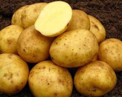 Картофель сорт Даренка — характеристика, правила посадки и способы ухода