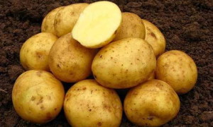 Картофель сорт Даренка — характеристика, правила посадки и способы ухода