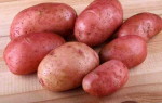 Картофель Амур — характеристика среднераннего, высокоурожайного сорта