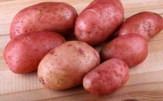 Картофель Амур — характеристика среднераннего, высокоурожайного сорта
