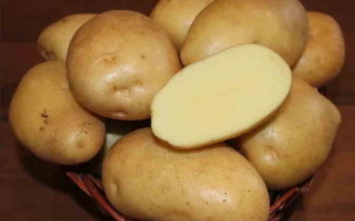 Картофель сорт Гулливер: характеристика и основные правила выращивания