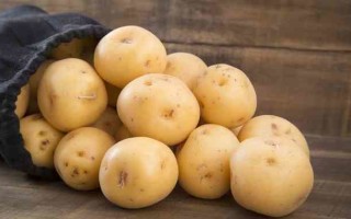 Картофель сорт Вега: характеристика, правила выращивания, отзывы и советы огородников