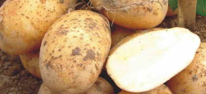 Картофель сорт Колетте: характеристика, правила выращивания, отзывы и советы огородников