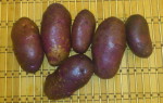 Картофель Чугунка — характеристика и грамотное выращивание сорта