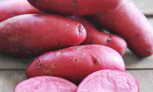 Картофель Сюрприз – выдающийся цветной сорт отечественного производителя с низким содержанием крахмала