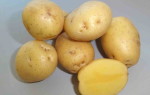 Картофель Казачок – отличный сорт для огородников Дальнего Востока: описание и рекомендации возделывания