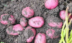 Картофель сорт Шарвари Пирошка: характеристика и правила выращивания