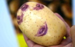 Картофель Улыбка — правила выращивания и способы ухода