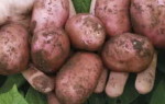 Картофель Корнет — характеристика и правила выращивания
