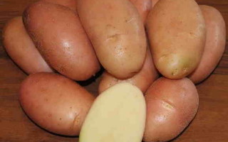 Картофель Фаворит – характеристика сорта и отзывы о вкусовых качествах