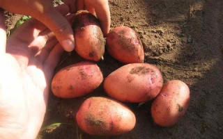 Картофель сорт Ажур: характеристика, выращивание, отзывы о вкусовых качествах