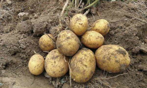 Картофель Варяг – характеристика и выращивание сорта с богатырской продуктивностью