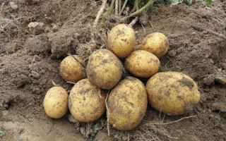 Картофель Варяг – характеристика и выращивание сорта с богатырской продуктивностью