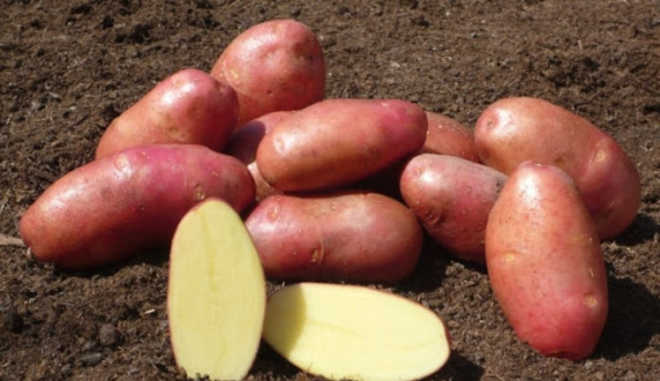 Сорт картофеля Юбиляр