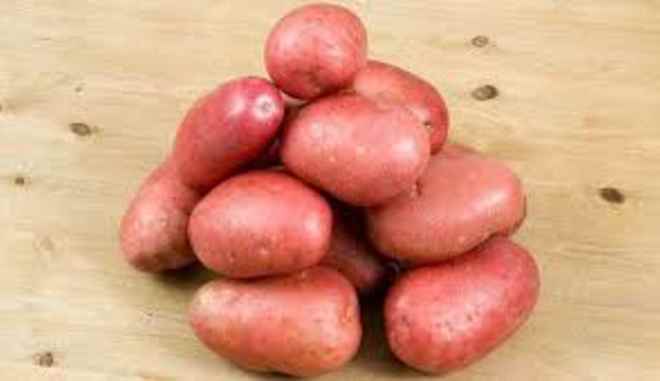 Сорт картофеля Корнет