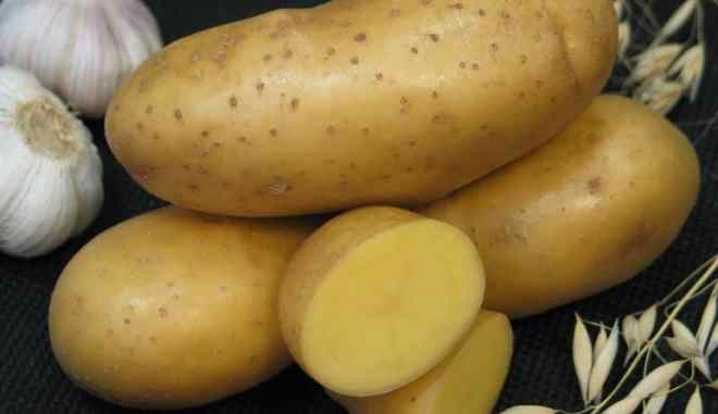 Сорт картофеля Императрица