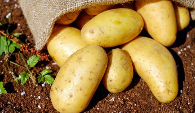 Картофель Наяда: описание, правила выращивания, фото, отзывы