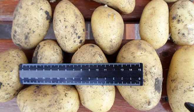 Сорт картофеля Примадонна