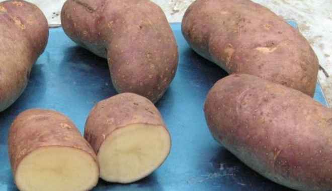 Сорт картофеля Тирас