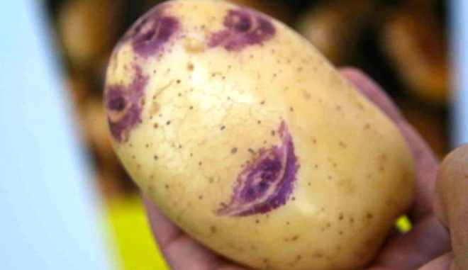 Сорт картофеля Улыбка