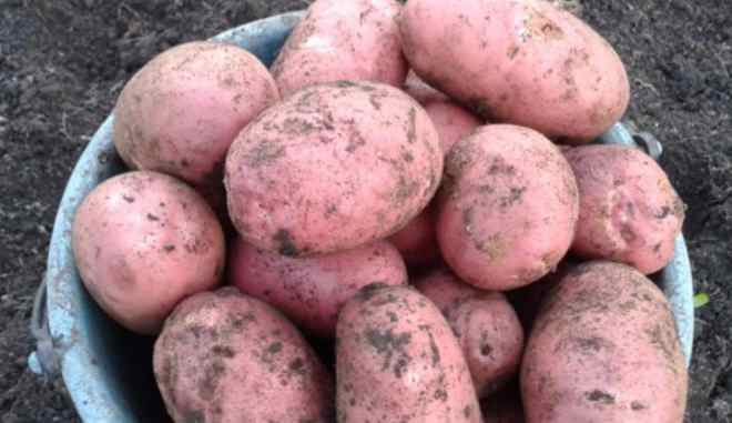 Сорт картофеля Мираж
