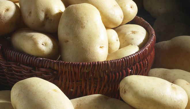 Сорт картофеля Чароит