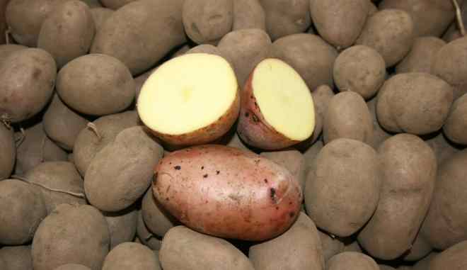 Сорт картофеля Амур