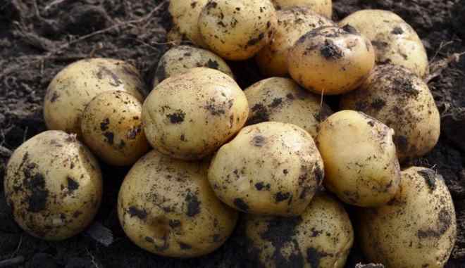 Сбор картофеля Лимонка