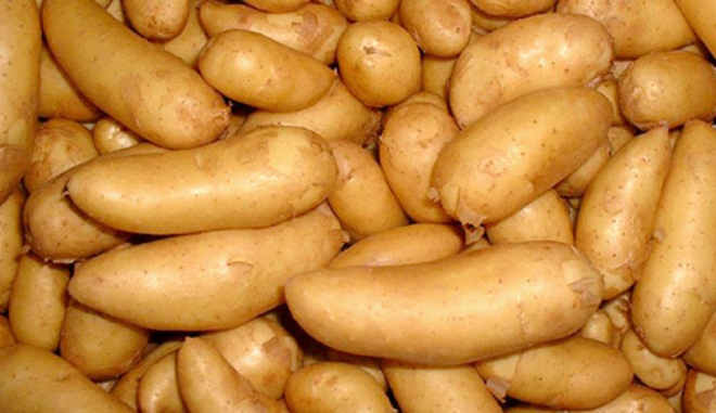 Сорт картофеля Дрова