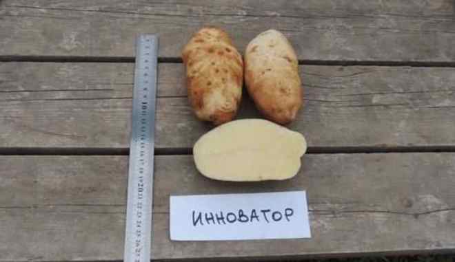 Сорт картофеля Инноватор