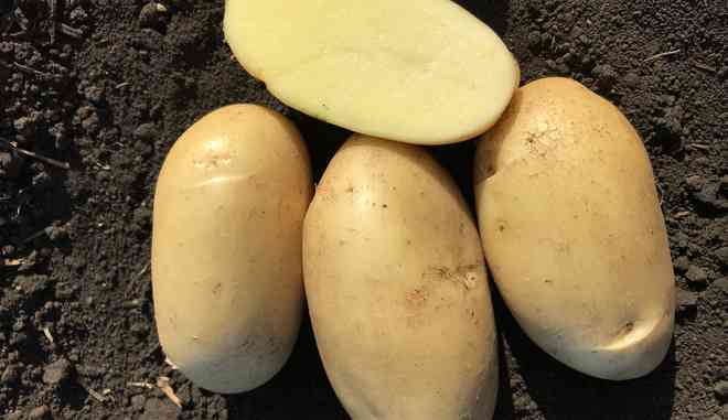 Сбор картофеля Жигулевский