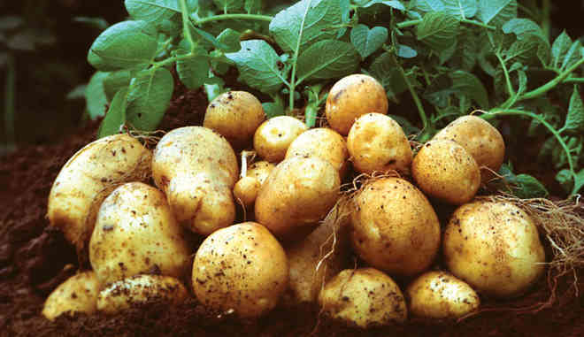 Копка картофеля