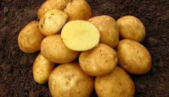 Сорт картофеля Казачок