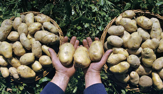 Сбор картофеля Темп
