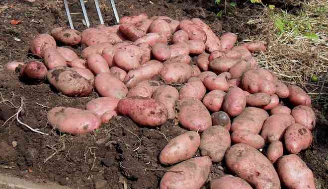 Сбор картофеля Аляска