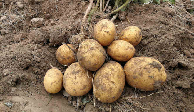 Сбор картофеля сорта Кристель