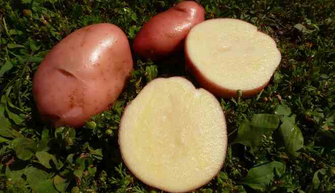 Сорт картофеля Сарпо Мира