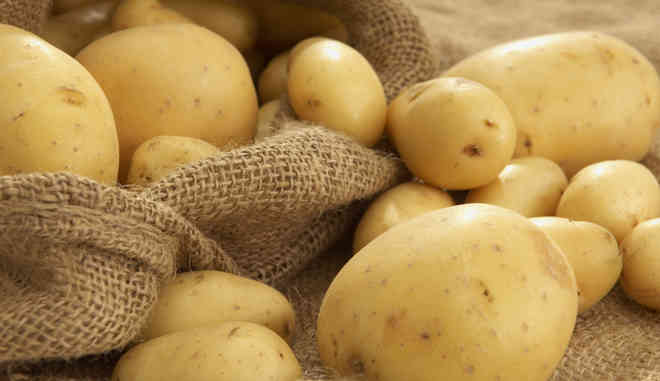 Сорт картофеля Смак