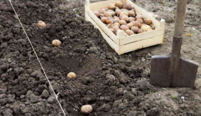 Высаживание картофеля