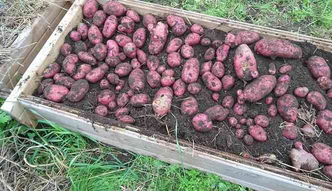 Урожай Элитный картофеля Шарвари Пирошка