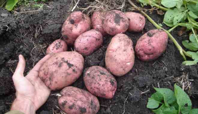 Урожай картофеля Манифест