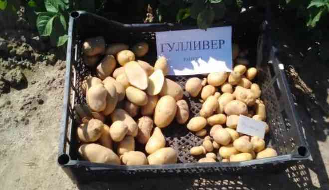 Урожай картофеля Гулливер