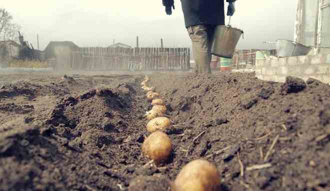 Высаживание картофеля